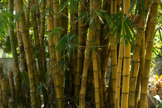 Is Bamboo Truly Eco-Friendly?